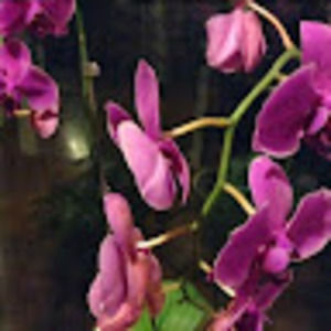 Meet your Posher, Nahid